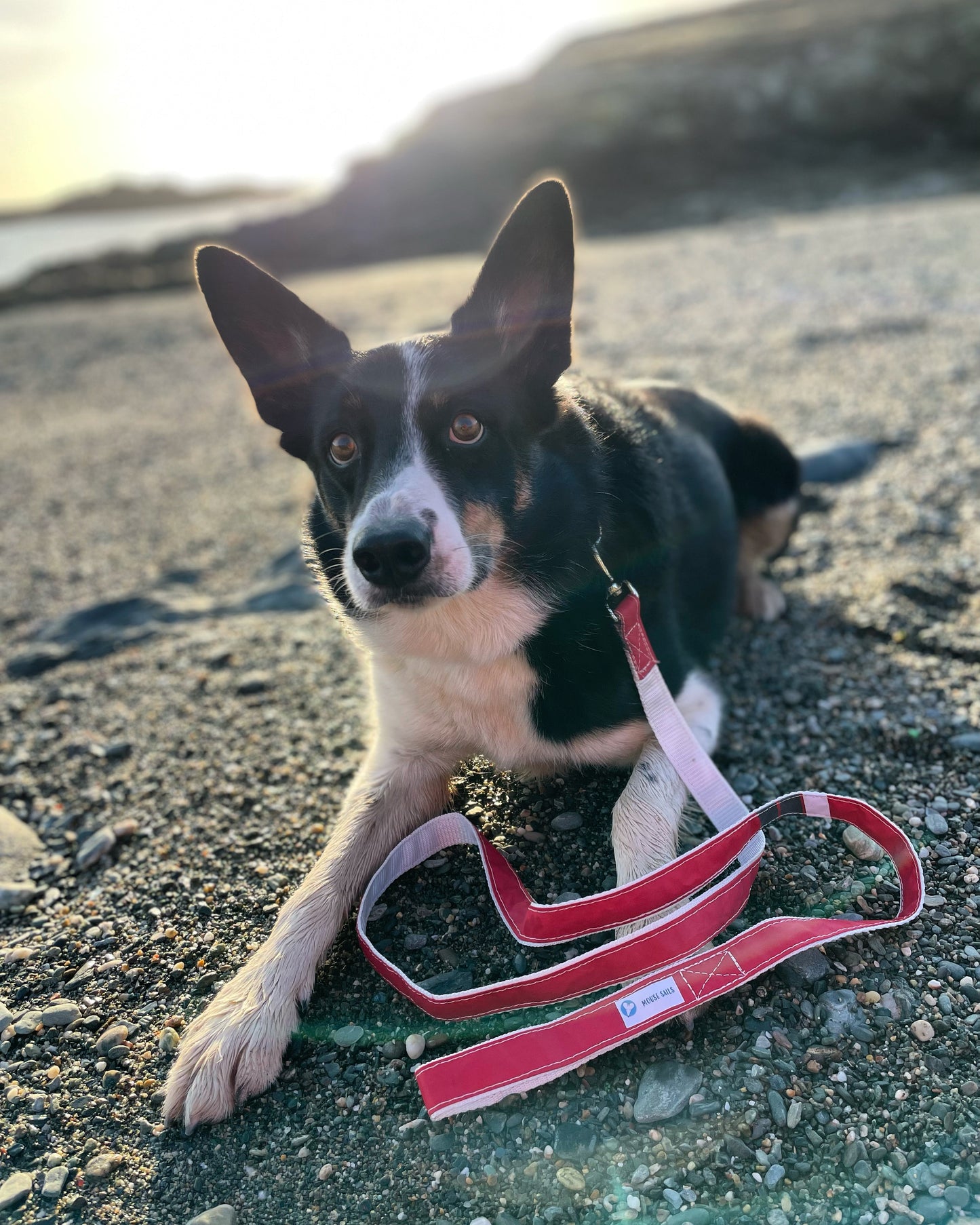 Webbing Dog Lead